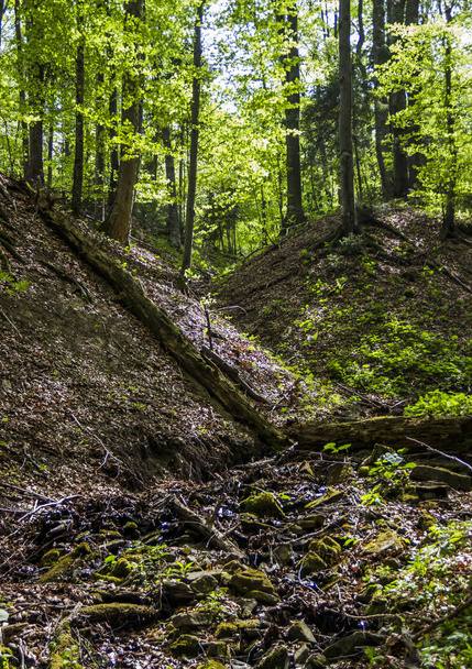 a deep forest - Fotoğraf, Görsel