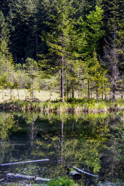 lake in the forest - Фото, зображення