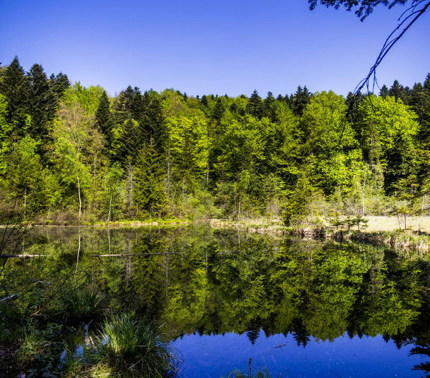 lake in the forest - Foto, afbeelding