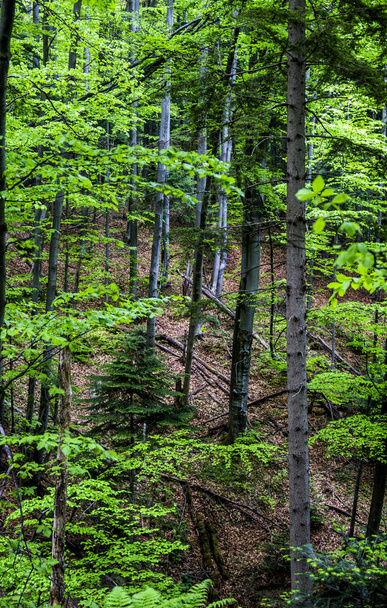 a deep forest - Foto, imagen