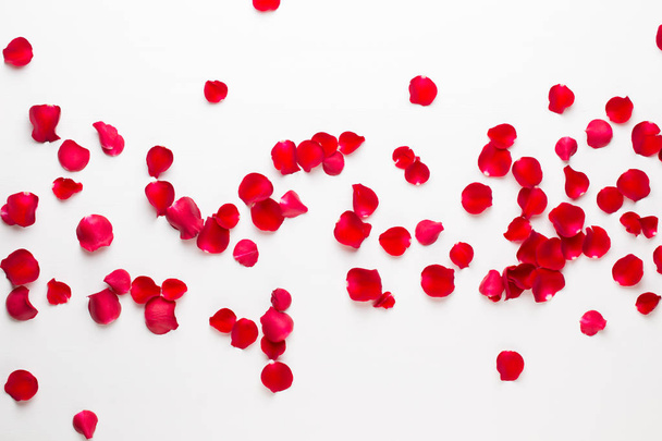 Valentine's Day. Rose flowers petals on white background. Valent - Photo, Image