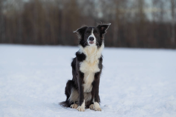 Dog Border Collie on a walk in winter - Foto, Imagen