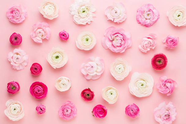 Красиві кольорові квіти рунункули на рожевому тлі. Спірі
 - Фото, зображення