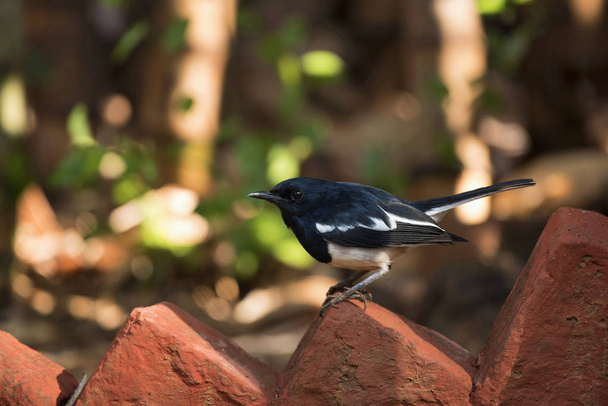 Oriental magpie-robin, Cophyus saularis, Ranthambore national park, Rajastan, India
. - Фото, изображение