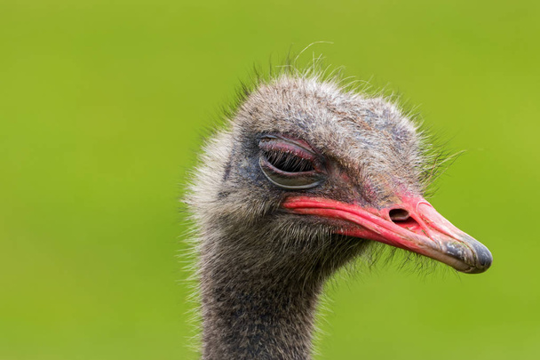 Angry Ostrich Close up portrait, Close up ostrich head (Struthio - Фото, изображение