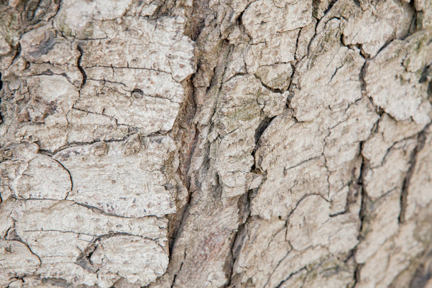 Old wooden texture for background in rustic style. Free space for text. Bark of aged tree - 写真・画像