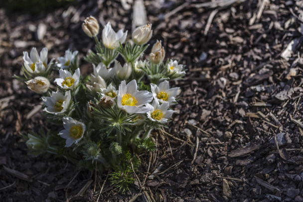 fleur de la pulsatilla vulgaris dans le jardin
 - Photo, image