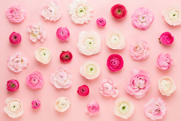 Beautiful colored ranunculus flowers on a pink  background. Spri - Foto, afbeelding