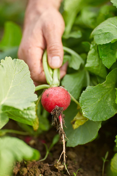 Farmer's hand pulling red radish from ground, closeup  - Foto, imagen