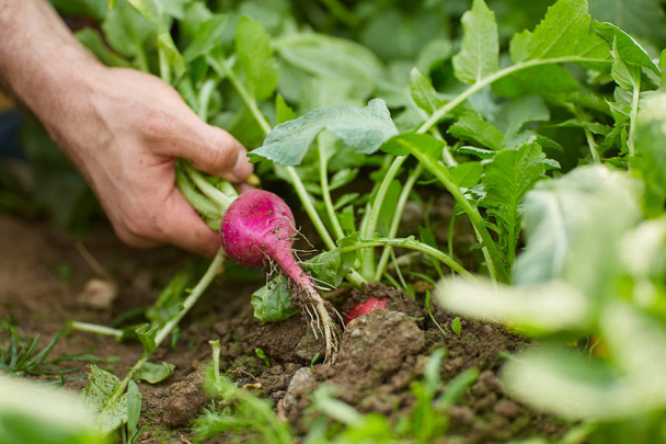 Farmer's hand pulling red radish from ground, closeup  - Foto, imagen