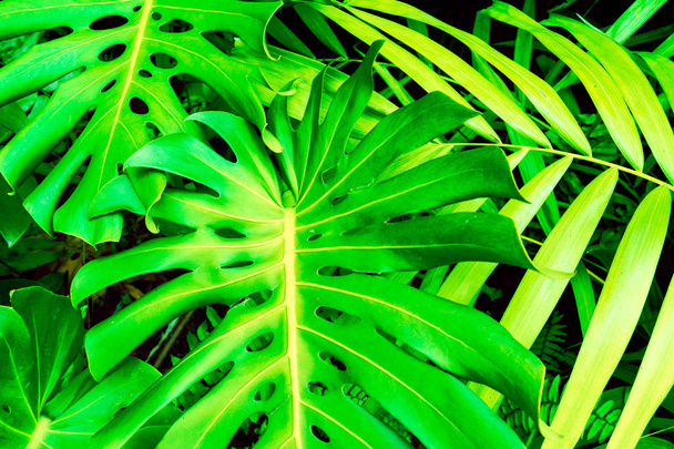 Philodendron monstera obliqua (Monstera deliciosa, the ceriman or swiss cheese plant) green leaf background - Photo, Image
