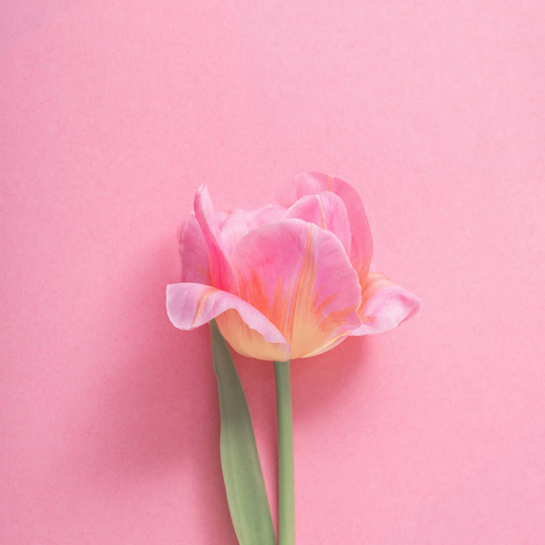 beautiful pink tulips on pink paper background - Φωτογραφία, εικόνα