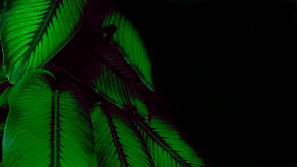 Tropical plant leaves moody background with copy space. - Photo, Image