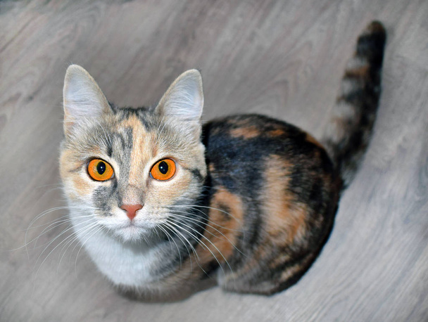 Söpö tricolor kissa kirkkaan oranssi silmät istuu lattialla. Ilmaiseva ilme
. - Valokuva, kuva