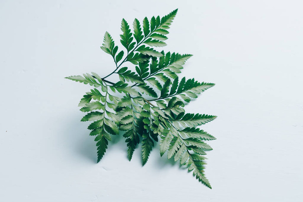 Tropical green leaves on color background - Foto, immagini