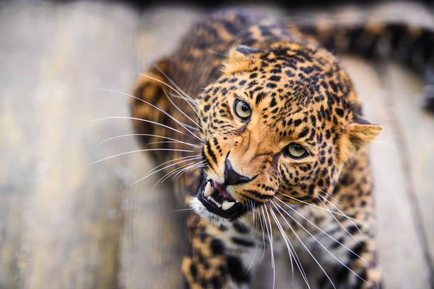 Portrait of a beautiful leopard - Photo, image