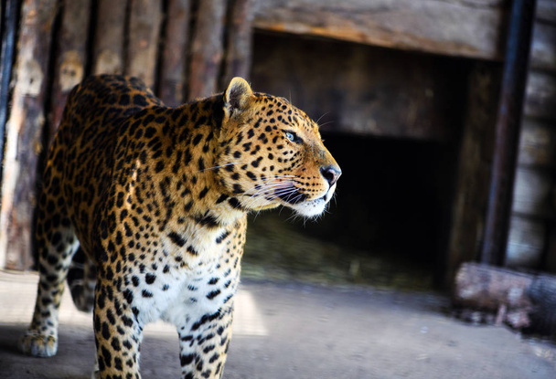 Portrait of a beautiful leopard - Photo, image