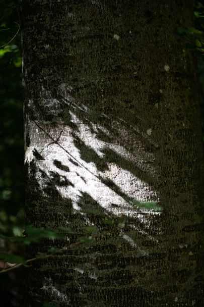 Серебряный стебель крупным пластом бук с тенью собственных листьев
 - Фото, изображение