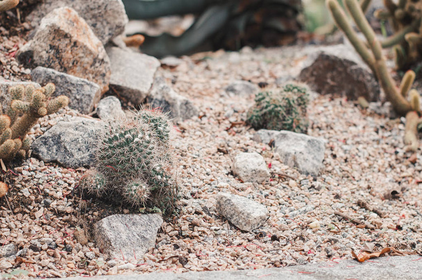 Κάκτος αυξάνεται έξω μεταξύ των άμμου και πέτρες. Τα φυτά της ερήμου - Φωτογραφία, εικόνα