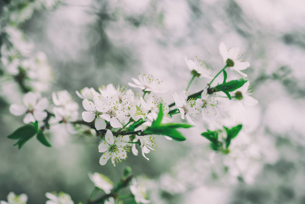 Cherry spring flowers - Foto, Imagen