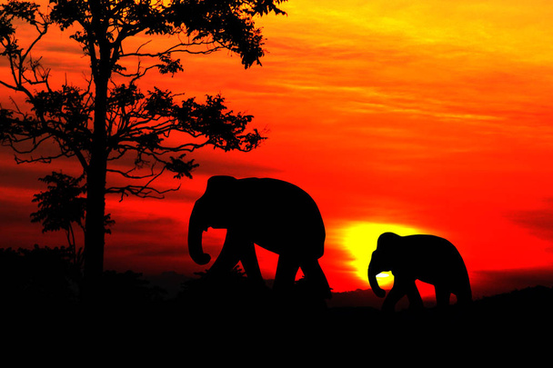  Silhouette Elefanten Familie Herde Tiere Wildtiere evakuieren zu Fuß in der Dämmerung Sonnenuntergang - Foto, Bild