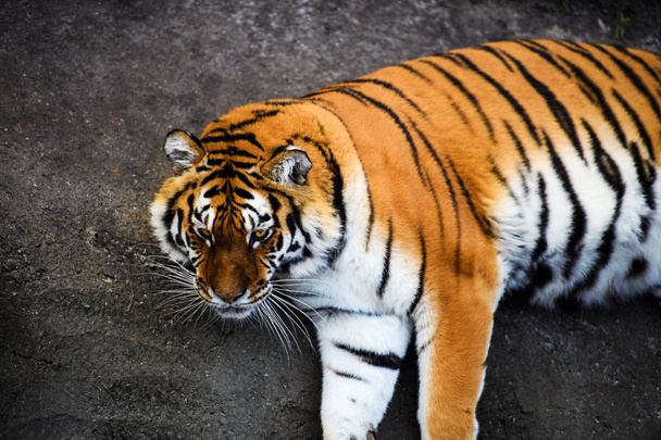 Beautiful Amur tiger on background - Foto, afbeelding