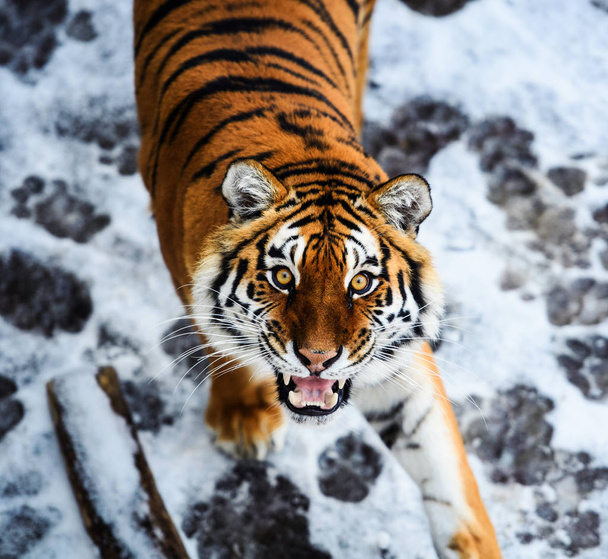 Piękny Tygrys Amur na śniegu. Tygrys w zimowym lesie - Zdjęcie, obraz