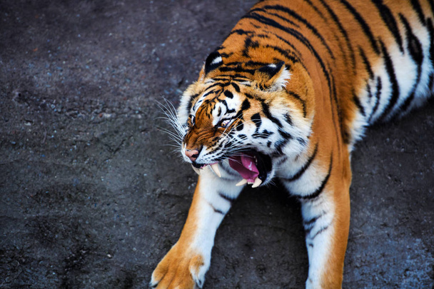funny and crazy Amur tiger - 写真・画像