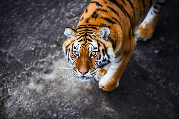 Beautiful Amur tiger on background - Zdjęcie, obraz