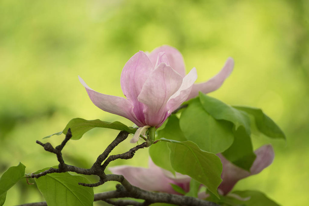 Magnolia spring flowers - Zdjęcie, obraz