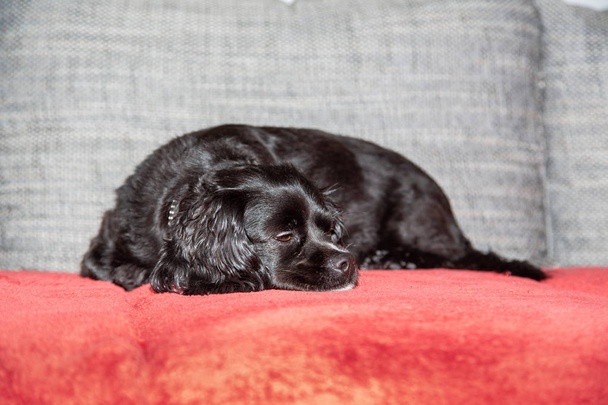 Маленькая черная собачка лежит на диване - Фото, изображение