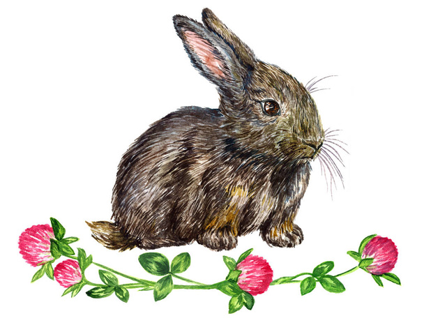 Сірий пухнастий зайчик (кролик), що сидить з прикрасою квітів конюшини, ізольована рука пофарбована в натуралістичний акварель
 - Фото, зображення