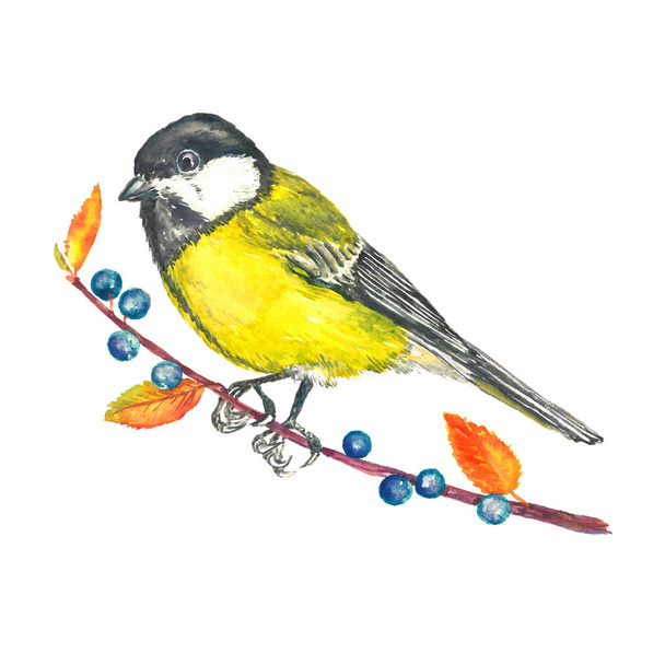 The great tit (Parus major) sitting on thorn branch with berries, side view, isolated watercolor illustration - Photo, Image