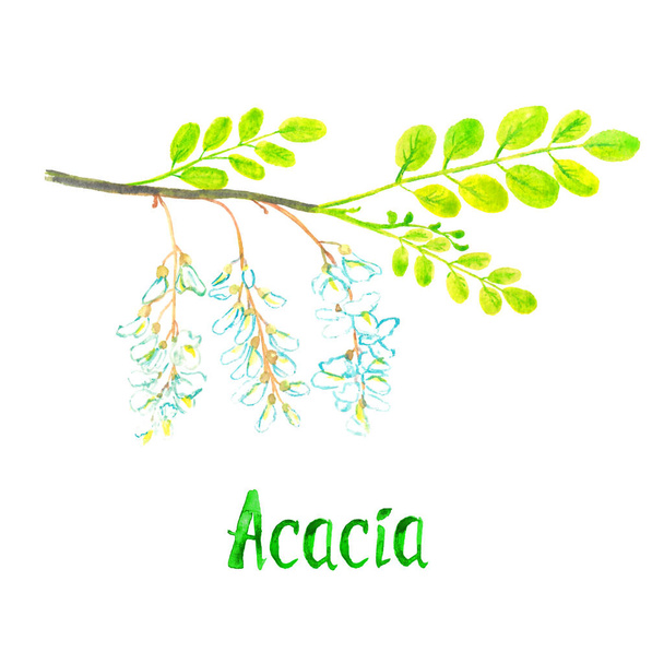 Acacia tak met groene bladeren en witte bloemen - Foto, afbeelding