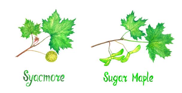Sycamore (sycamore americano, platanus occidentalis) Ramo de bordo de açúcar com folhas verdes e frutas, sementes
 - Foto, Imagem