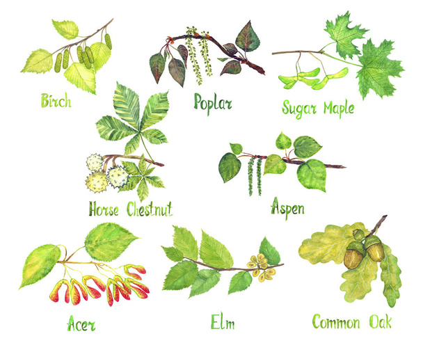 Σετ ποικιλία δέντρων, σημύδα, λεύκα, ζάχαρη σφενδάμου, Αγριοκάστανο, Aspen, Acer, Elm, κοινά φύλλα βελανιδιάς και σπόροι (conkers, βελανίδια), το χέρι ζωγραφισμένα ακουαρέλα εικονογράφηση με επιγραφές που απομονώνονται σε λευκό - Φωτογραφία, εικόνα