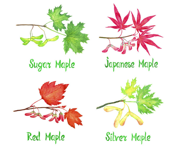 砂糖、葉と種子、モミジ品種コレクション日本, 赤と銀のメープルの枝手塗りの水彩イラスト白で隔離の碑文 - 写真・画像