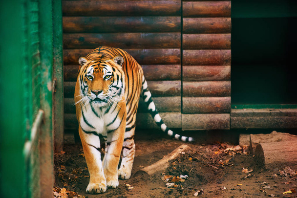 Beautiful Amur tiger on background - Zdjęcie, obraz