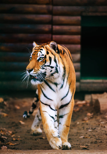 Beautiful Amur tiger on background - Фото, зображення