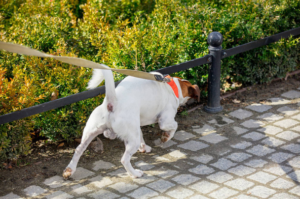 Genç erkek jack russell terrier köpek hissediyorum bazı stree kokusu - Fotoğraf, Görsel