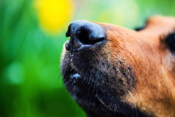 Krásný pes nos - Fotografie, Obrázek