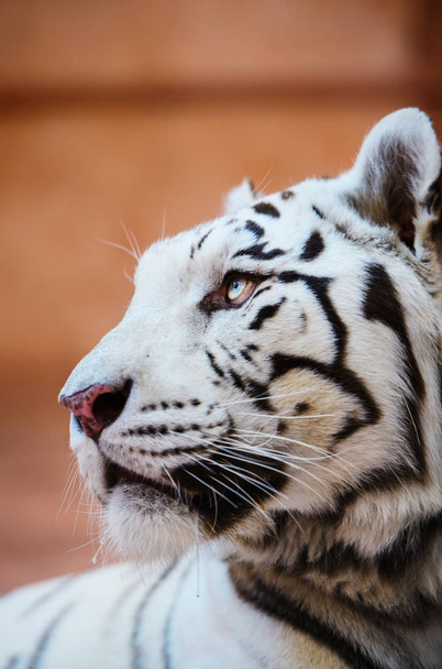 Beautiful white tiger portrait - Photo, image