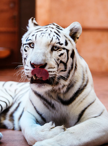 Beautiful white tiger portrait - Zdjęcie, obraz