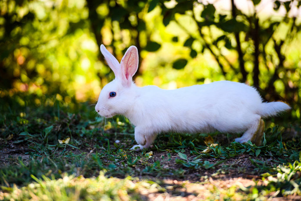 White rabbit in the garden. Fluffy Bunny on green grass, spring  - Fotografie, Obrázek