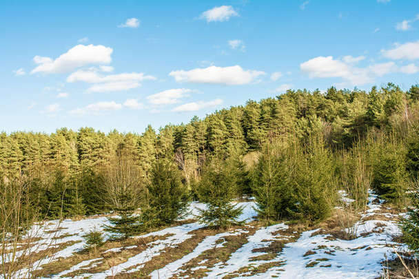 schneebedeckter Berghang mit wachsenden Kiefern und kleinen Tannen, sonniger Frühlingstag mit blauem Himmel mit Wolken - Foto, Bild