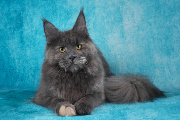 brutal Maine Coon on blue background - Photo, Image
