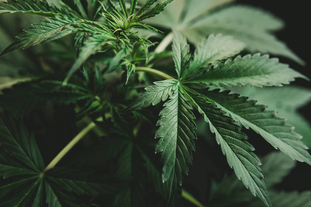 cultivation cannabis, hemp CBD, marijuana vegetation plants, marijuana leaves, background green, Growing cannabis indica, - Photo, Image