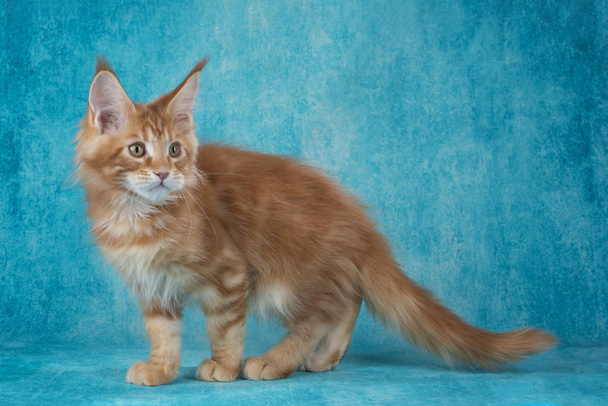 Little Maine Coon on blue background - Photo, Image