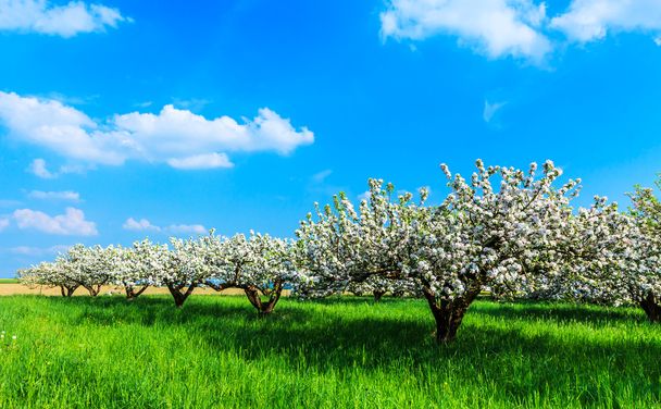 Kukkivat omenapuut
 - Valokuva, kuva
