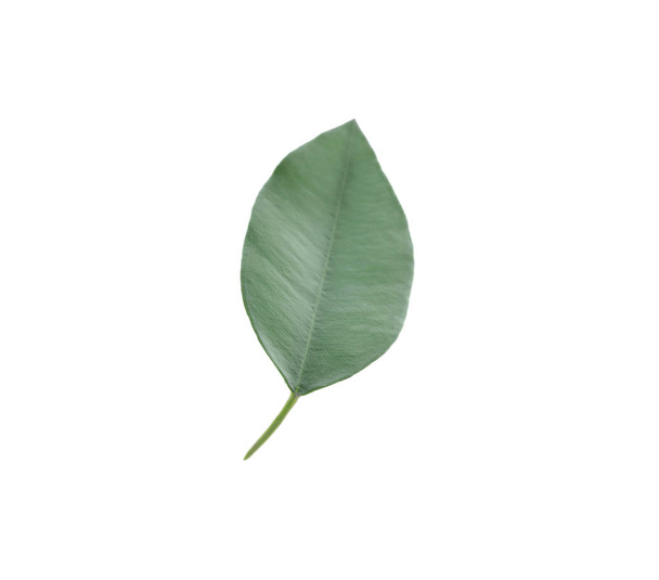 Fresh green orange leaf isolated on white - Photo, Image